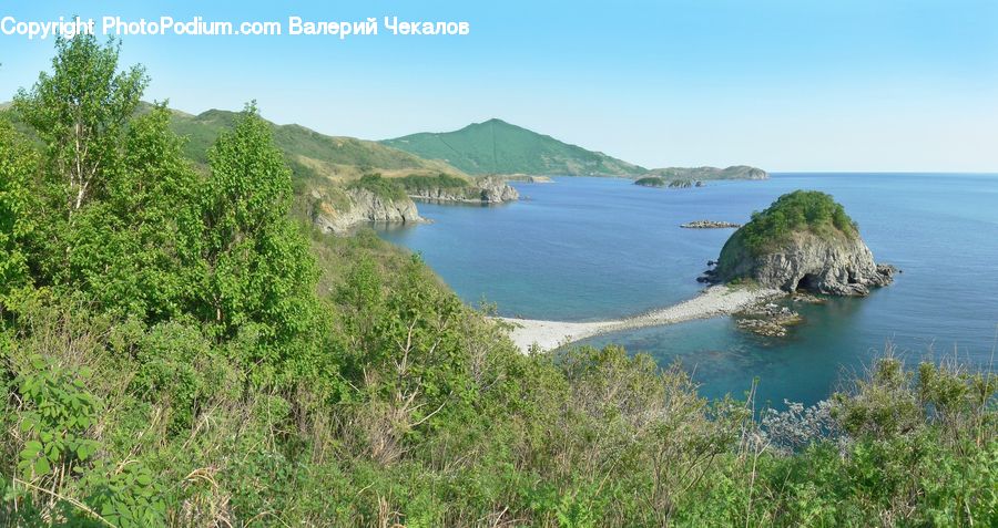 Oak, Sycamore, Tree, Tree Trunk, Wood, Promontory, Coast