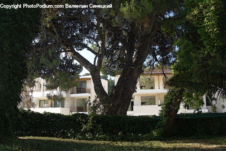 Ivy, Plant, Vine, Building, Housing, Villa, Conifer