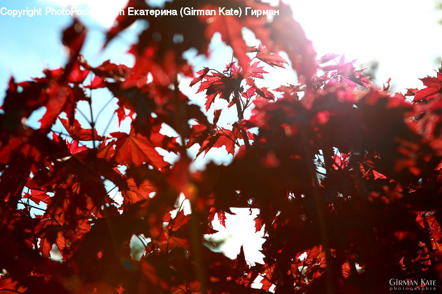 Flare, Light, Sunlight, Maple, Tree, Wood, Blossom