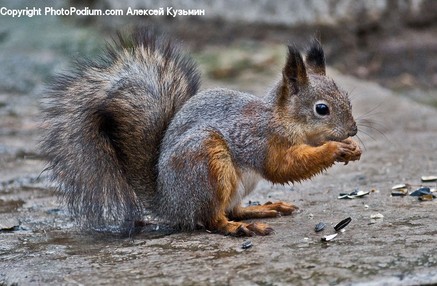 Animal, Mammal, Rodent, Squirrel, Field, Grass, Grassland