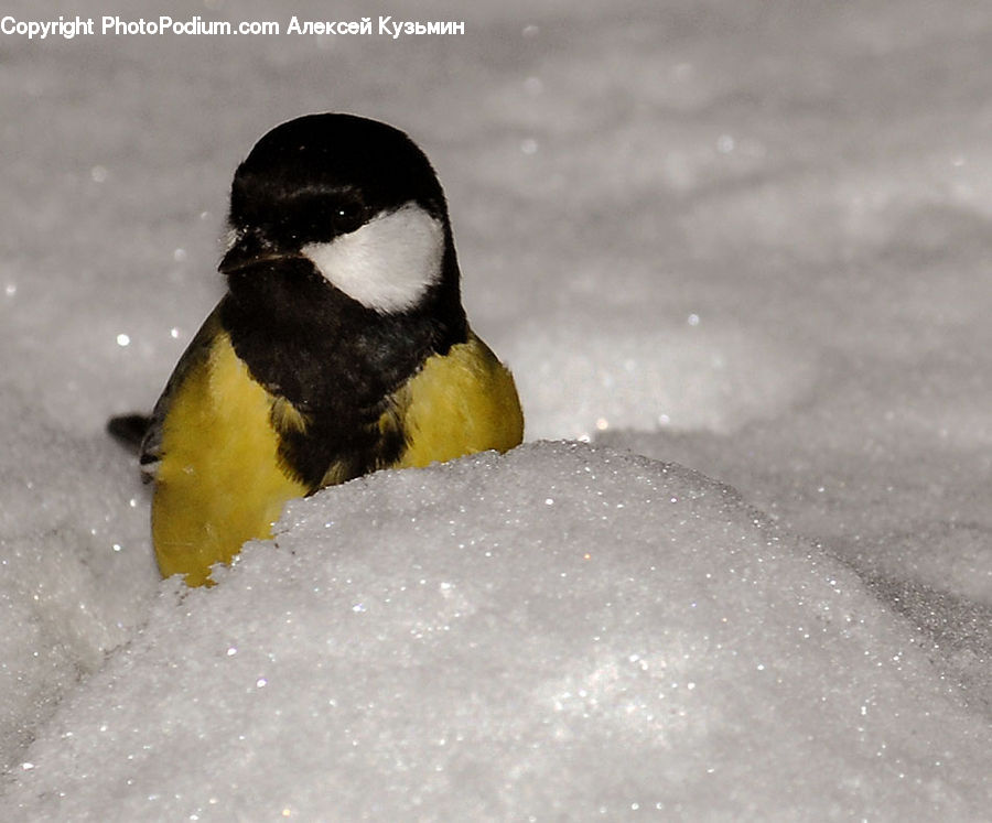 Beak, Bird, Duck, Teal, Waterfowl, Penguin