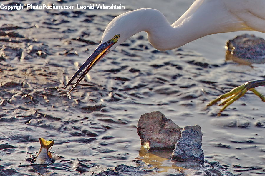 Rock, Beak, Bird, Booby, Water, Outdoors, Sea