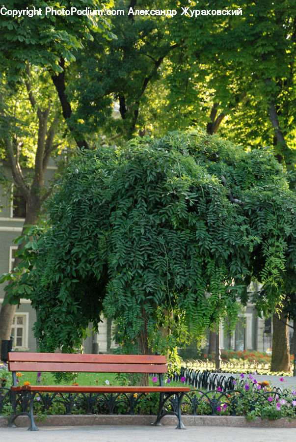Plant, Potted Plant, Bench, Vine, Park Bench, Forest, Grove