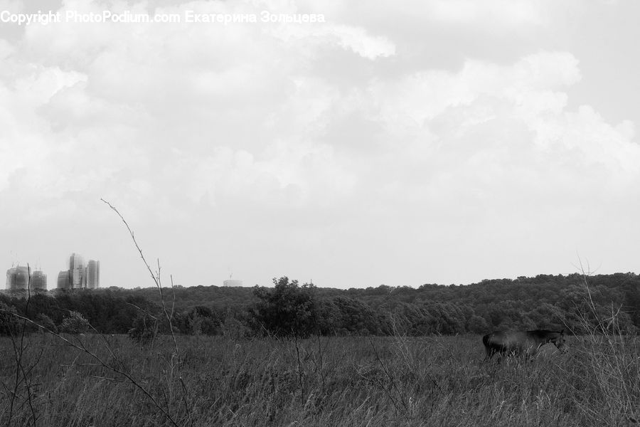 Field, Countryside, Grass, Grassland, Outdoors, Plant, Reed