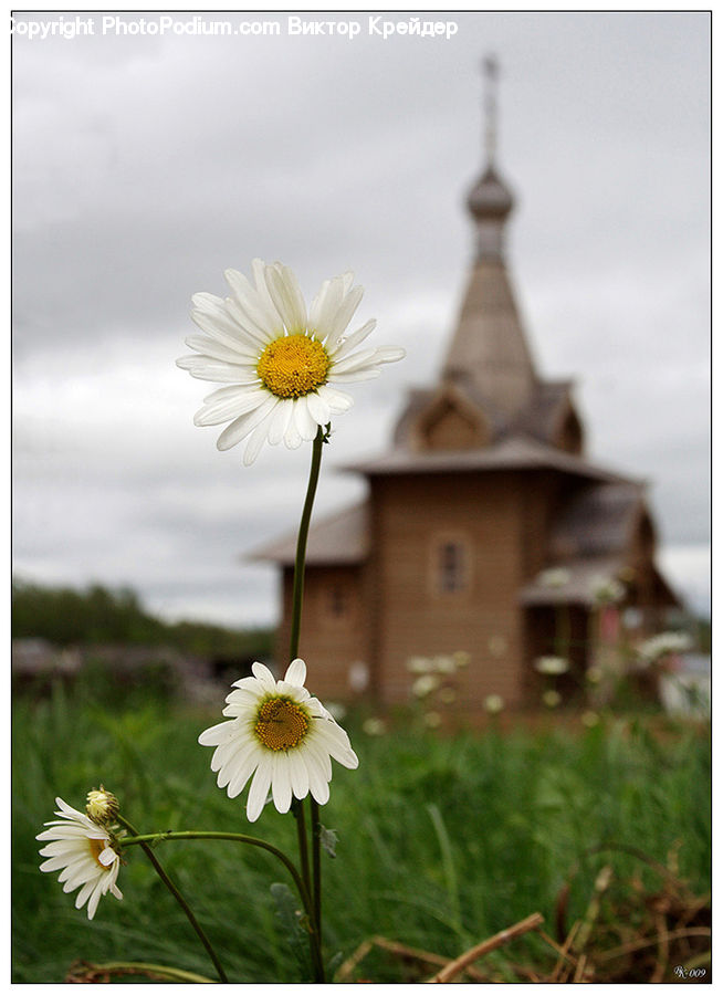 Daisies, Daisy, Flower, Plant, Potted Plant, Asteraceae, Blossom