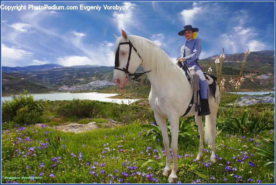 People, Person, Human, Animal, Horse, Mammal, Equestrian