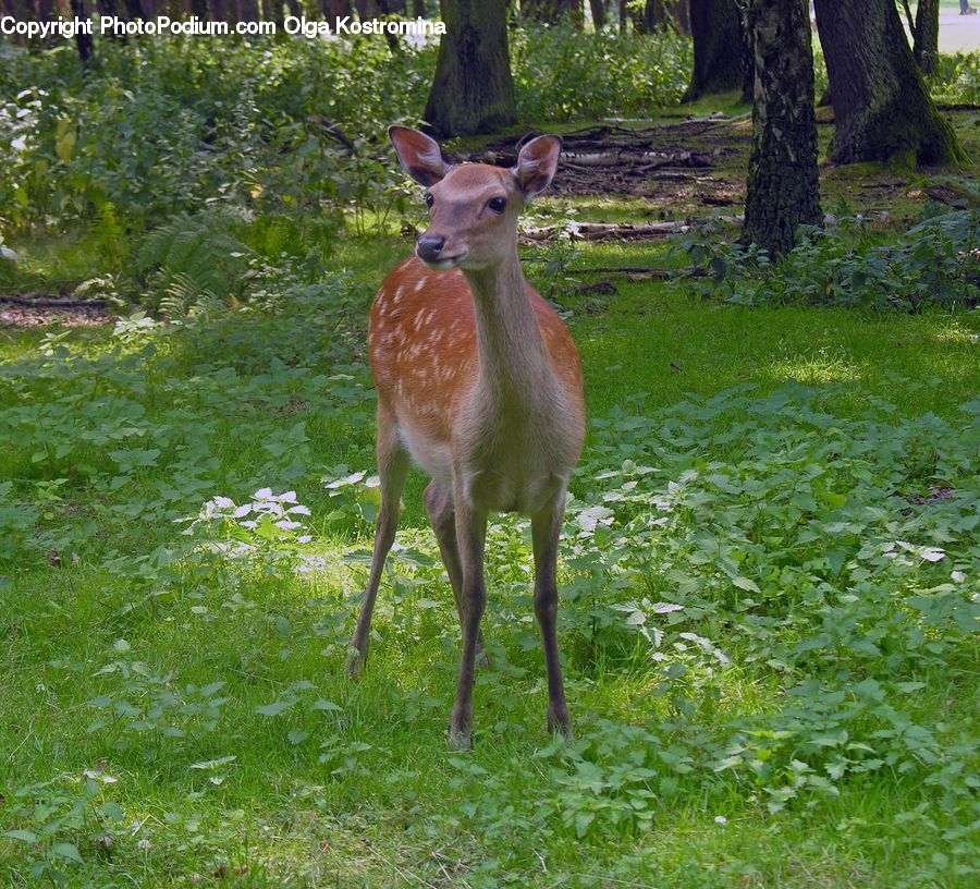 Animal, Deer, Mammal, Wildlife, Tree Trunk, Antelope, Gazelle