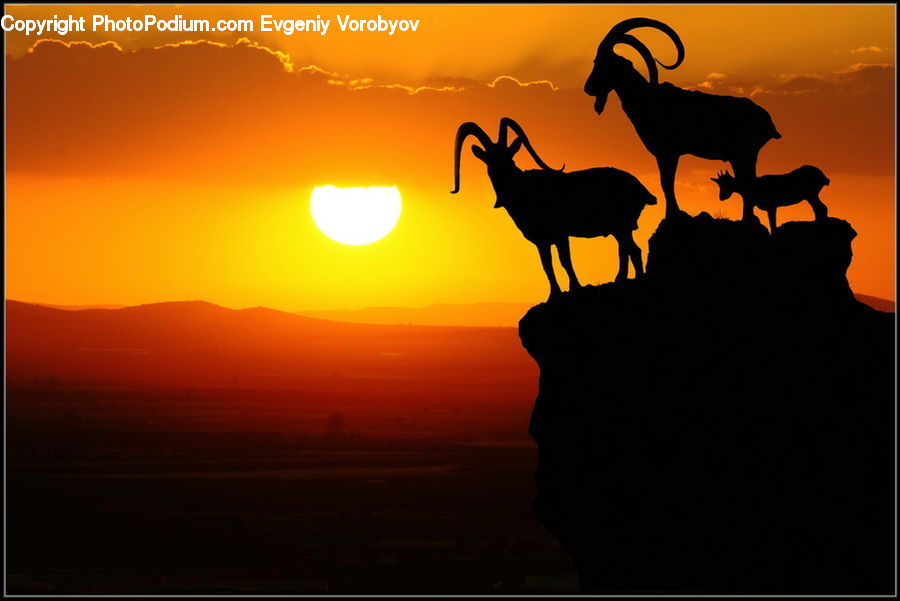 Angus, Animal, Bull, Mammal, Silhouette, Bicycle, Bike