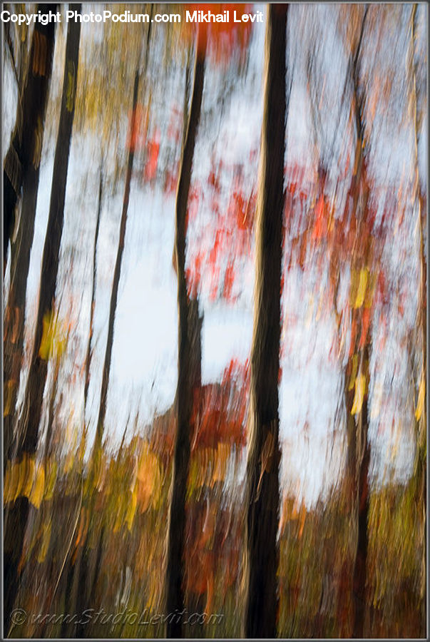 Birch, Tree, Wood, Art, Dirt Road, Gravel, Road