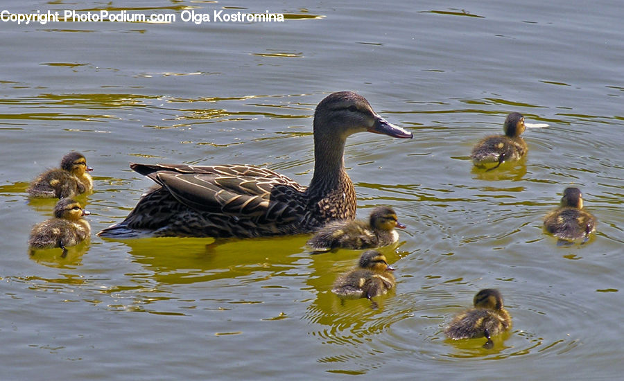 People, Person, Human, Bird, Waterfowl, Duck, Teal