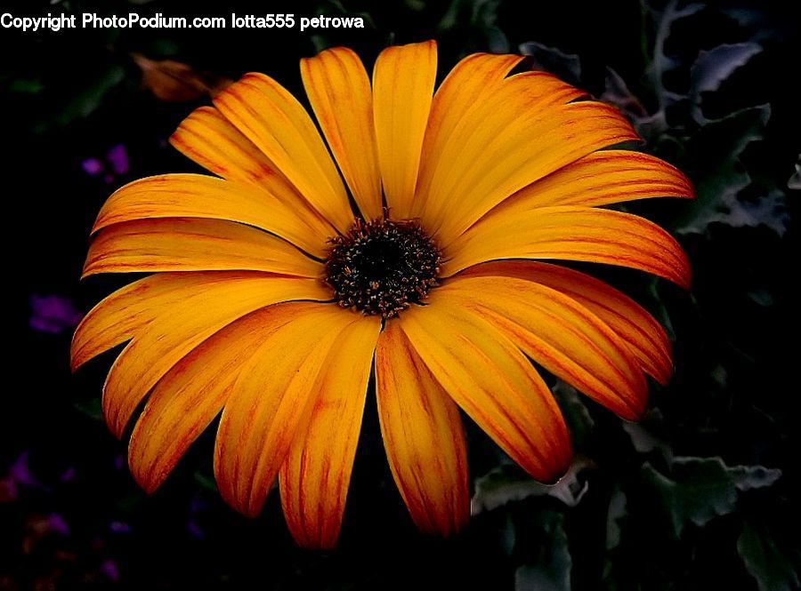 Blossom, Flora, Flower, Plant, Sunflower, Daisies, Daisy
