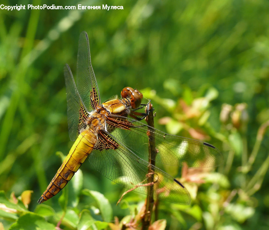 Anisoptera, Dragonfly, Insect, Invertebrate