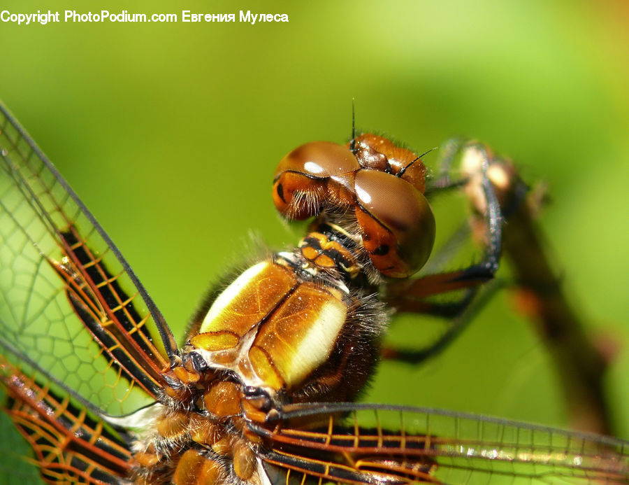 Anisoptera, Dragonfly, Insect, Invertebrate, Apidae, Bee, Bumblebee