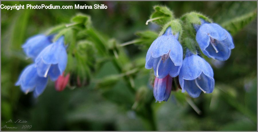 Blossom, Flora, Flower, Geranium, Plant, Fiber, Flax