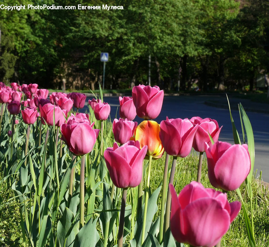 Blossom, Flora, Flower, Plant, Tulip, Crocus, Field