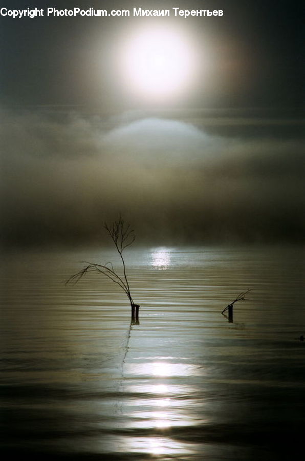 Outdoors, Ripple, Water, Insect, Invertebrate, Mosquito, Dawn
