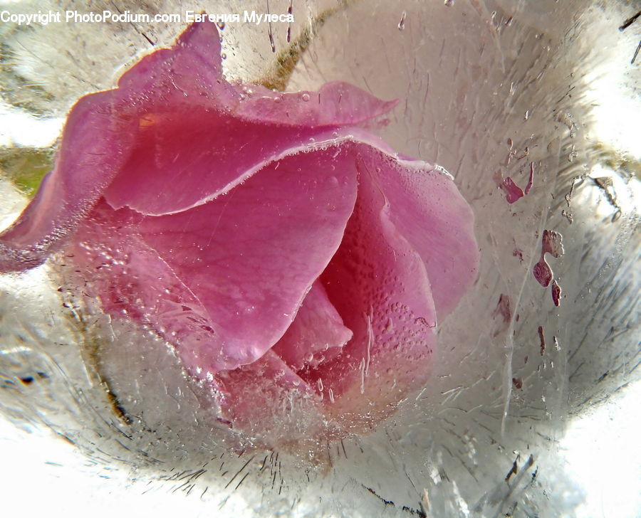 Blossom, Carnation, Flower, Plant, Flora