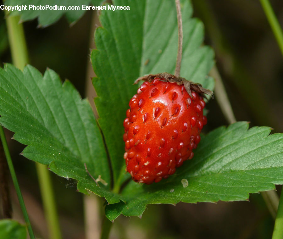 Fruit, Raspberry, Blossom, Flora, Flower, Plant, Dessert