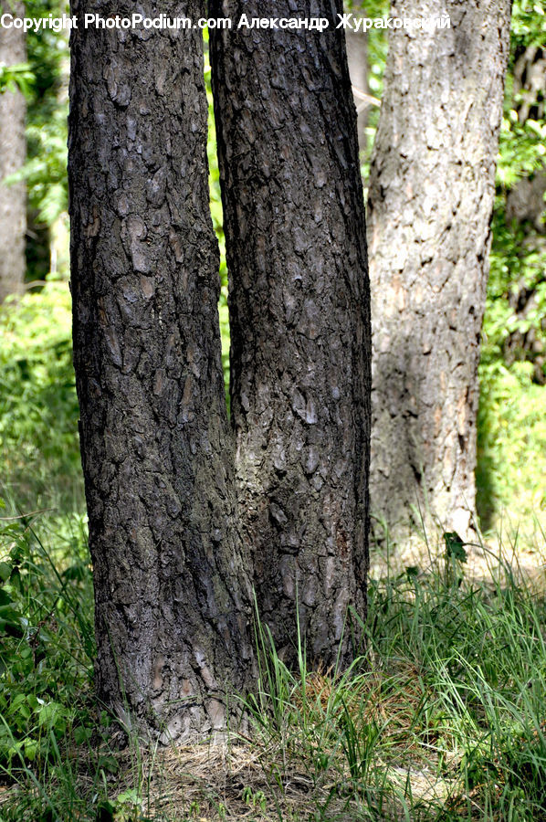 Tree Trunk, Birch, Plant, Tree, Vine, Wood, Moss
