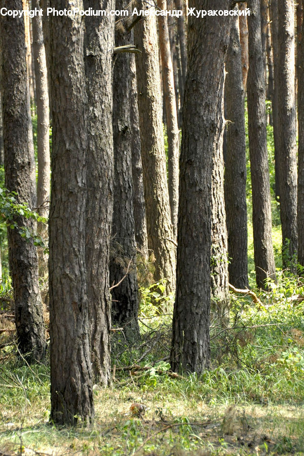 Forest, Vegetation, Grove, Land, Birch, Tree, Wood