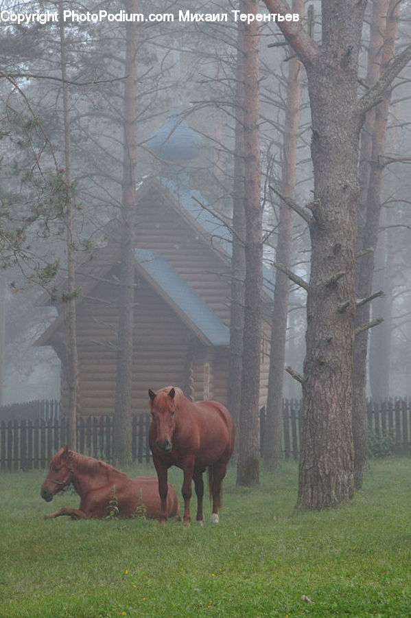 Animal, Horse, Mammal, Colt Horse, Foal, Bongo, Percussion