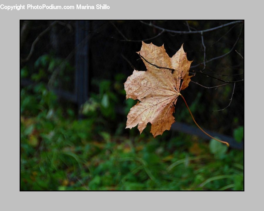 Maple, Maple Leaf, Plant, Leaf, Birch, Tree, Wood
