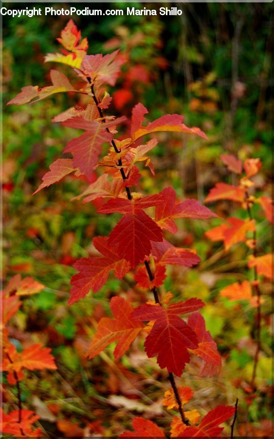 Plant, Potted Plant, Maple, Tree, Wood, Carrot, Root