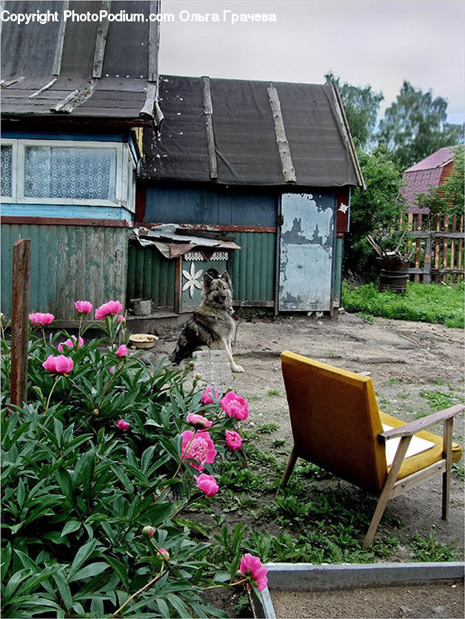 Chair, Furniture, Blossom, Flower, Peony, Plant, Flora