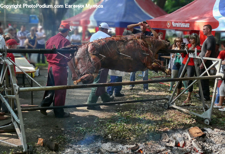 Bicycle, Bike, Vehicle, Angus, Animal, Bull, Mammal