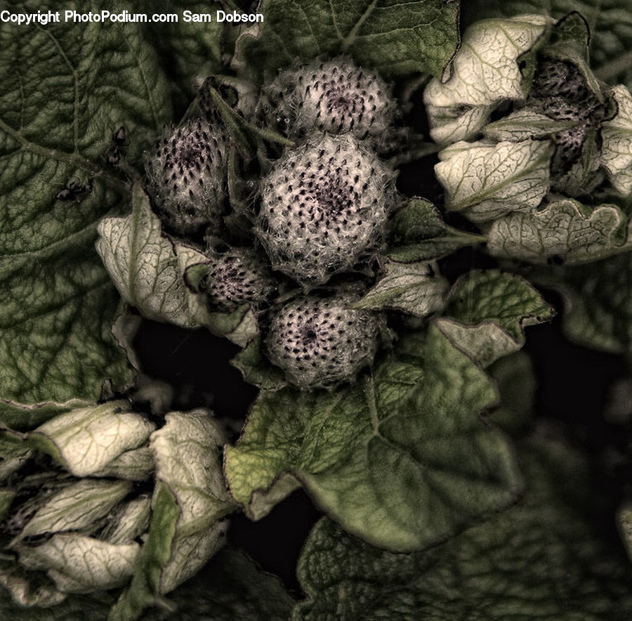 Cabbage, Produce, Vegetable, Art, Gargoyle, Statue, Ivy