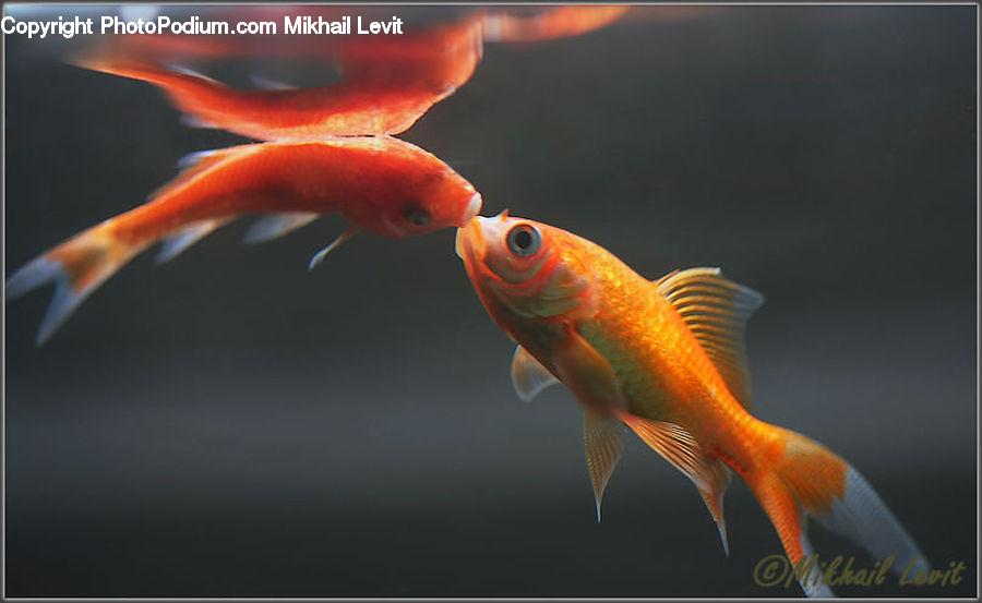 Carp, Fish, Goldfish, Sea Life
