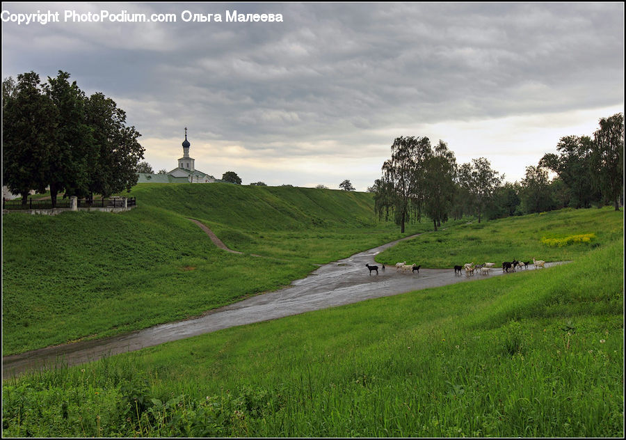 Field, Grass, Grassland, Land, Outdoors, Golf Course, Mound