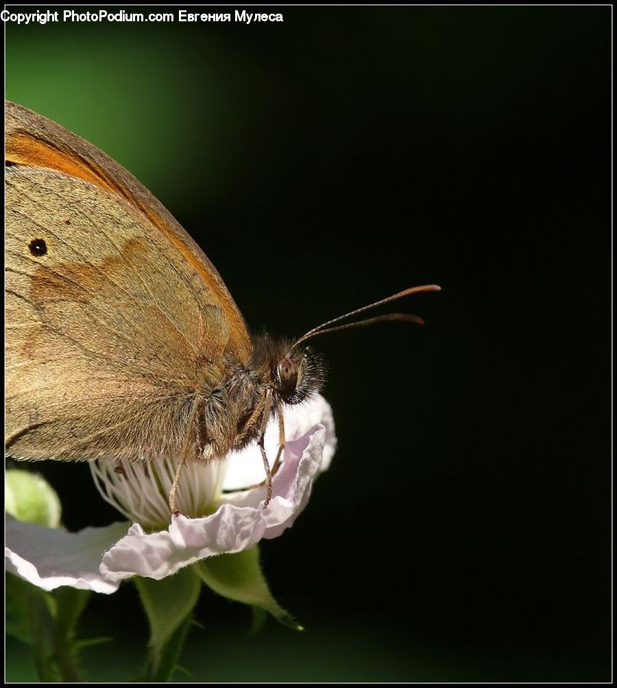 Butterfly, Insect, Invertebrate, Fireworks, Night, Andrena, Apidae