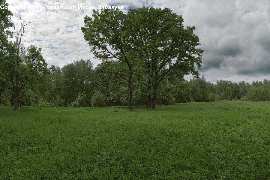 Field, Grass, Grassland, Land, Outdoors, Plant, Tree