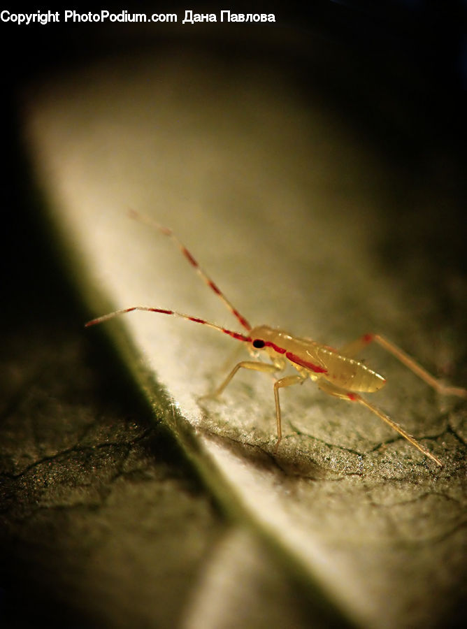 Arachnid, Garden Spider, Insect, Invertebrate, Spider, Cricket Insect, Grasshopper