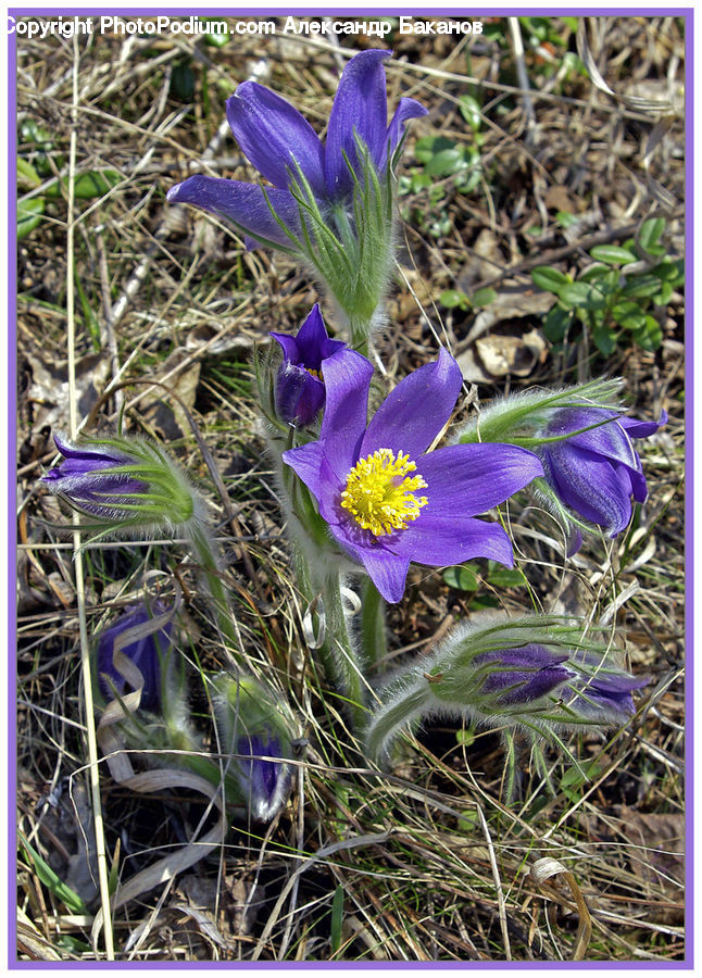 Blossom, Crocus, Flora, Flower, Plant, Aquilegia, Herbal