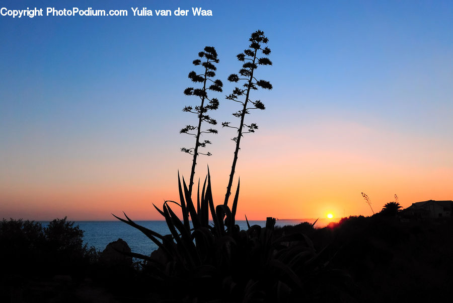 Dawn, Dusk, Red Sky, Sky, Sunrise, Sunset, Aloe