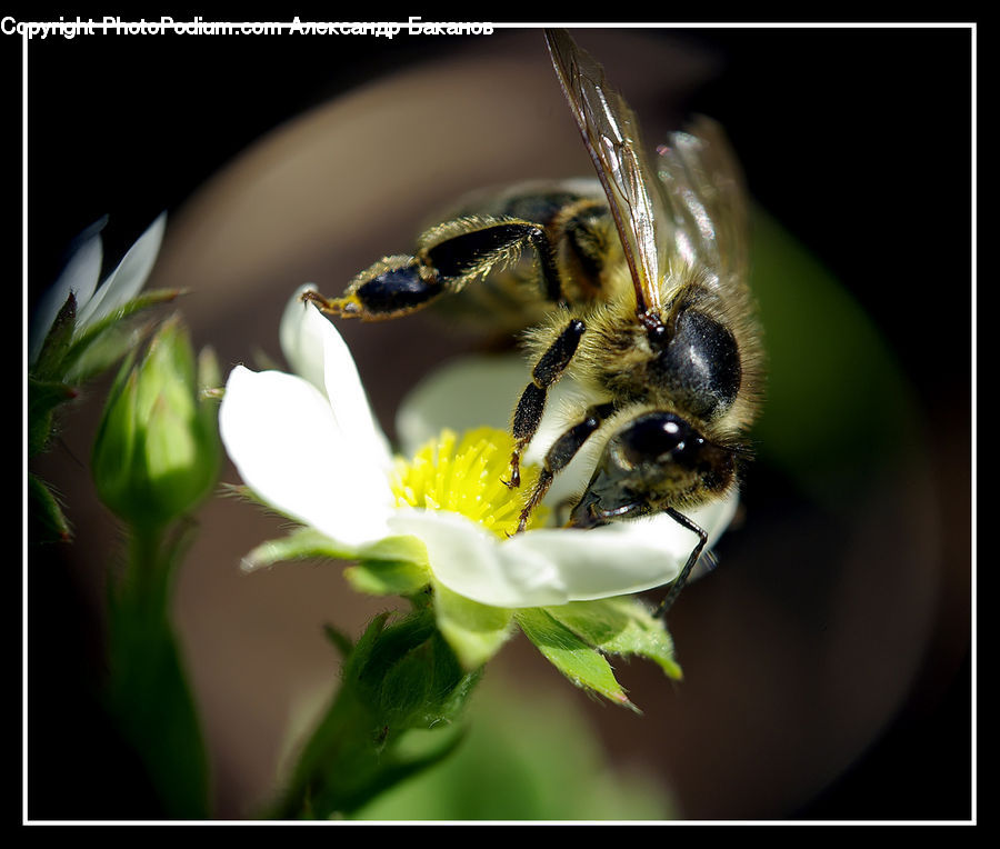 Bee, Insect, Invertebrate, Bumblebee, Honey Bee, Andrena, Apidae