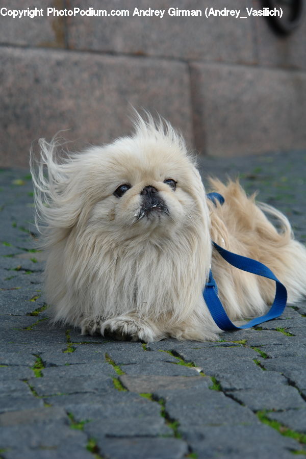 Animal, Pet, Adorable, Canine, Dog, Mammal, Terrier