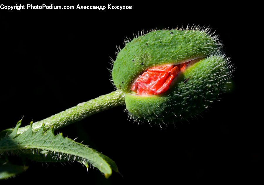 Bud, Plant, Blossom, Flora, Flower