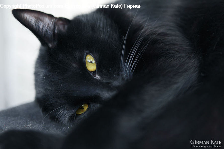 Animal, Black Cat, Cat, Mammal, Pet