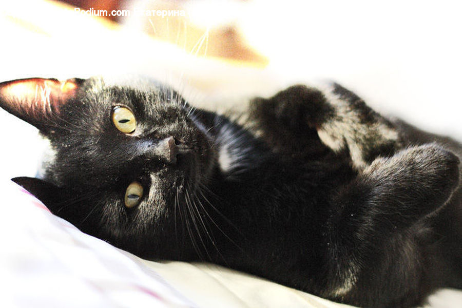 Animal, Black Cat, Cat, Mammal, Pet, Kitten