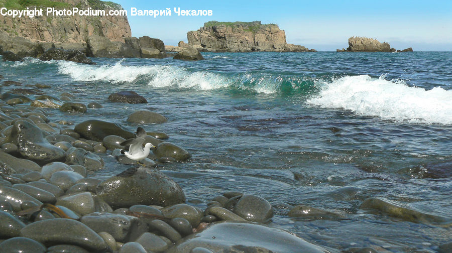 Bird, Seagull, Waterfowl, Beach, Coast, Outdoors, Sea