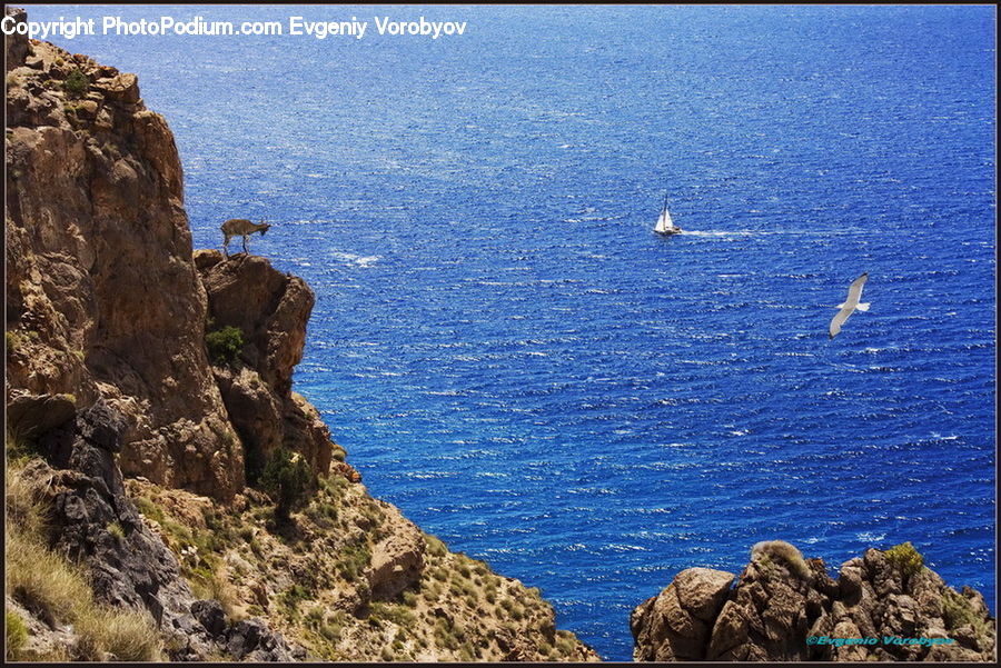 Coral Reef, Outdoors, Reef, Sea, Sea Life, Water, Cliff