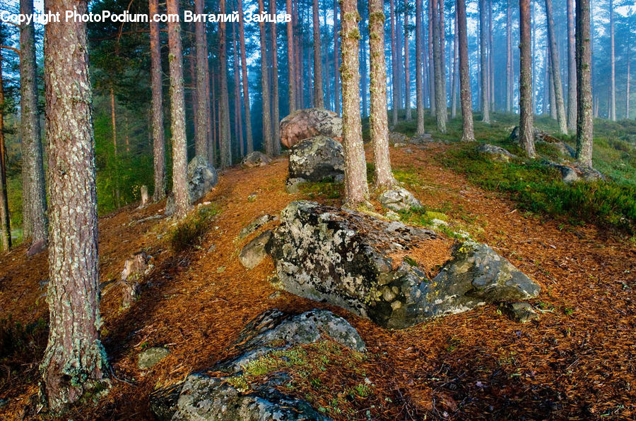 Forest, Vegetation, Soil, Birch, Tree, Wood, Conifer