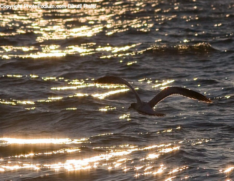 Bird, Black Swan, Swan, Waterfowl