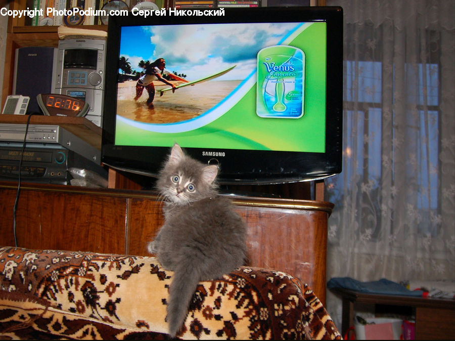 Animal, Cat, Mammal, Manx, Pet, Electronics, Monitor