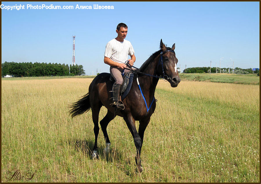 Human, People, Person, Animal, Horse, Mammal, Equestrian