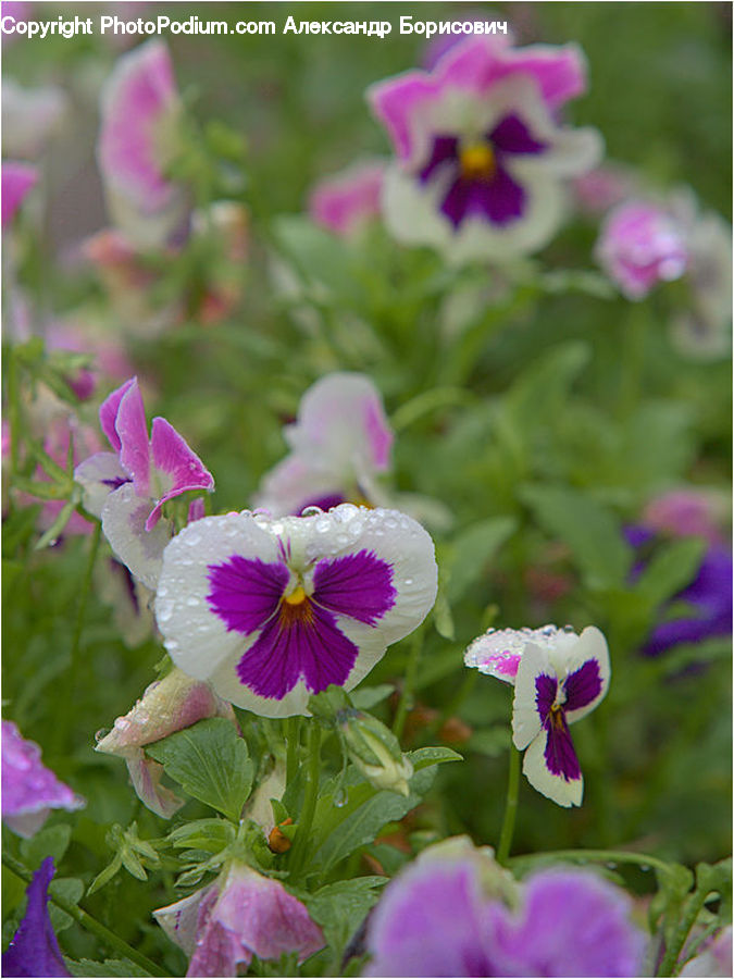 Blossom, Flora, Flower, Geranium, Plant, Violet, Crocus
