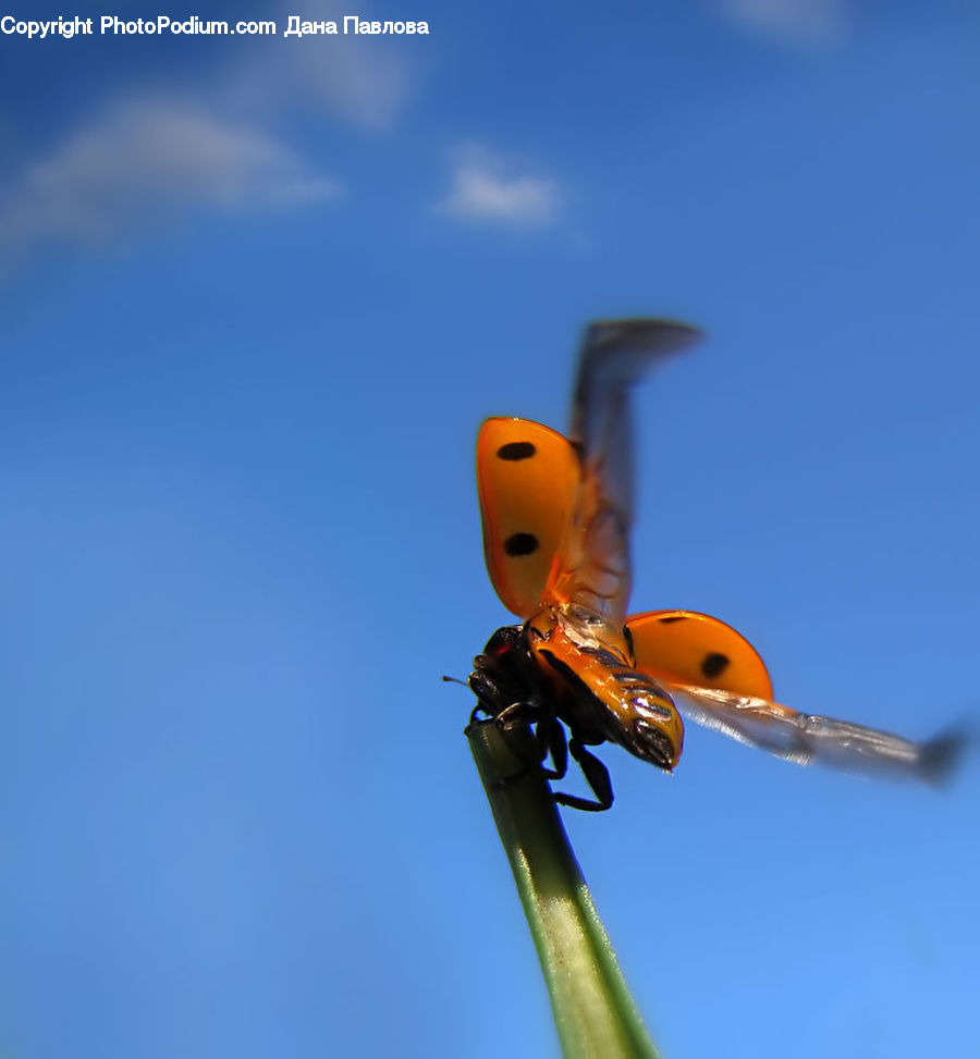 Anisoptera, Dragonfly, Insect, Invertebrate, Head, Portrait, Blossom